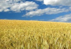 兩岸人士:鄉村振興戰略為兩岸農業合作帶來廣闊前景