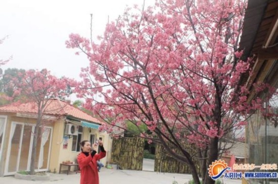 臺灣櫻花在廈門香草園怒放 成攝影比賽主角(圖)