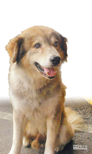 被拐到羊肉店但幸運(yùn)重回主人懷抱的“絨絨”。《中時(shí)電子報(bào)》圖 被拐到羊肉店但幸運(yùn)重回主人懷抱的“絨絨”。《中時(shí)電子報(bào)》圖