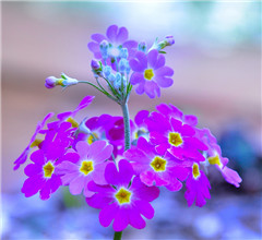 �D���_(t��i)�����������ˡ��廨ˇ�g(sh��)չ