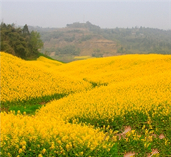 �Ϸ����о��^ �V���Ͳ˻��_