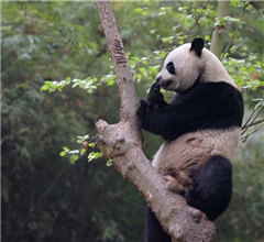 ����ٛ���T����؈�x�� �A(y��)Ӌ5�³��w�����T