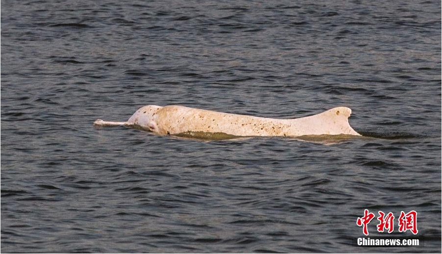 ���A�׺���2���`���齭 Ƥ�w��׃���M���c