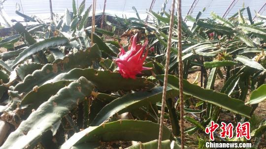 �_���������ڃ�(n��i)�ɹŌ�(sh��)�F(xi��n)�Ϲ����N���ɱ���������