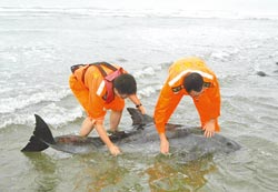 ��ֻ�������^�R�\�_(t��i)�НO������һֻ�������D��