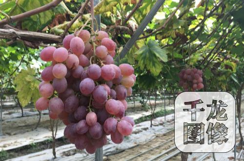 紅星村的優(yōu)質(zhì)葡萄基地,現(xiàn)已引進美人指、紅地球、夏黑、秋黑等優(yōu)質(zhì)葡萄品種。