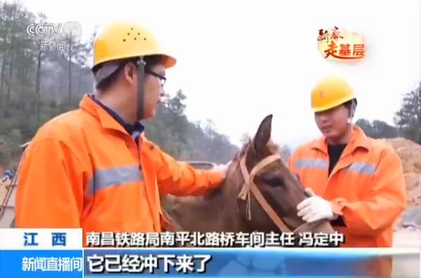 前面的人注意啊!騾子受驚啦,騾子受驚啦,不要撞到人啦