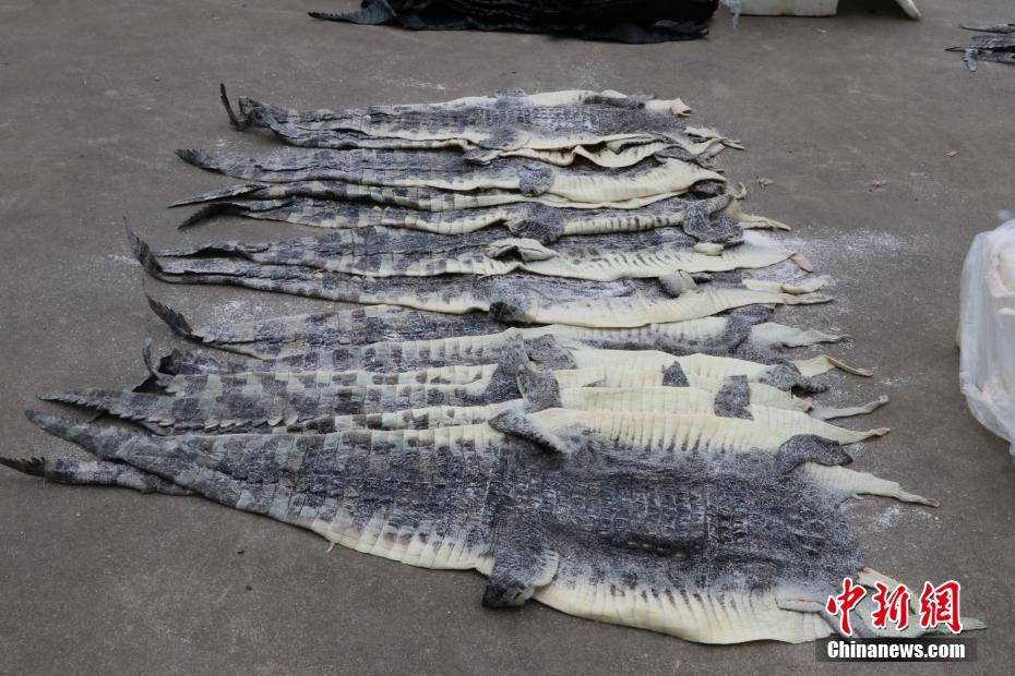 廣西海警查獲1609張涉嫌走私鱷魚(yú)皮 廣西海警查獲1609張涉嫌走私鱷魚(yú)皮