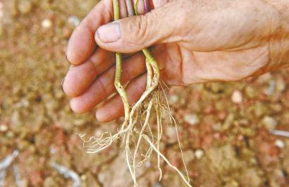 �r(n��ng)���p���ҕُ(g��u)�� ��4�f(w��n)�N��Ʒ�N�˅��Y(ji��)������