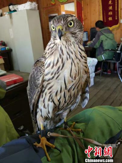 �������n���c���u���������񱊌��䲶�@����