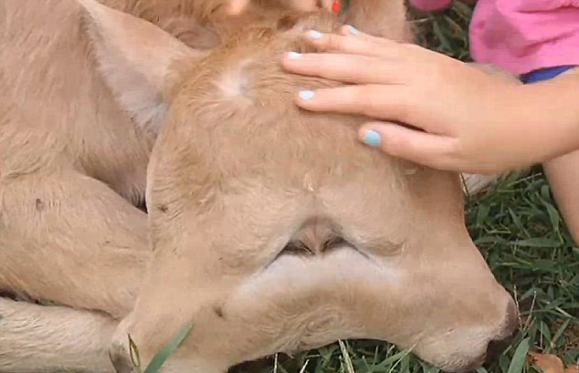 ����һ�r���Q�º�Ҋ���p��Сţ��